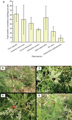 Ecological function of key volatiles in Vitex negundo infested by Aphis gossypii